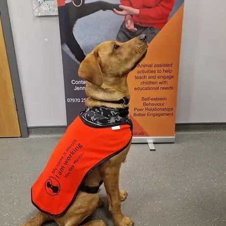 Mentor Dogs